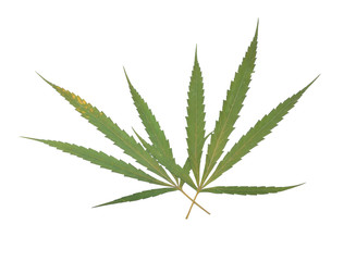 marijuana leaf isolated on white