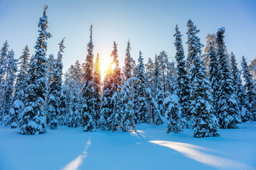 Wall Mural - winter sunny landscape with big snow covered pine trees