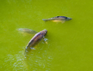 Poster - Common carp