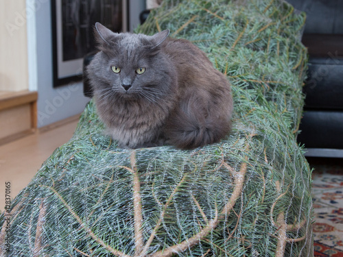 Nebelung Cat Guarding The Christmas Tree Buy This Stock Photo