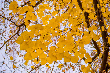 Wall Mural - colorful foliage in the autumn park. golden leaves on branch, autumn wood with sun rays, beautiful l
