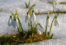 Gentle Snowdrops Flowering From The Snow