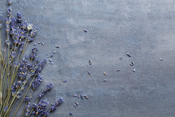 Bunch of lavender flowers on grey background