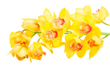 Yellow Orchid Blooming Flowers Stem Isolated On White Background