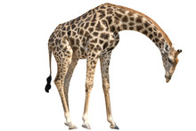 Giraffe Standing Lowering Head Isolated On White