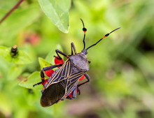 Deadly Kissing Bug Mexico. Blood Sucker,  Infection Is Known As Chagas Disease. Bugs Infected With The Parasite Trypanosoma Cruzi Are Extremely Dangerous To Humans And Can Cause Eventual Death.