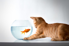 Curious Kitten With Goldfish
