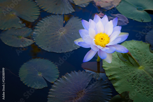 Foto beautiful light purple lotus flower with leaves in pool on dark light and vintage tone with copy space