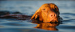 Vizsla dog swimming in blue water