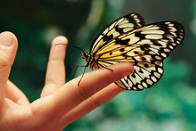 Beautiful Butterfly Outdoors