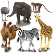 Set With African Animals