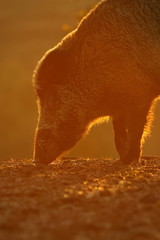 Wall Mural - wild boar portrait in orange sunset