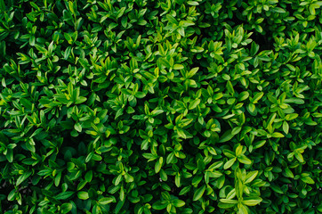 Wall Mural - Nice fresh green bush leaves closeup texture background