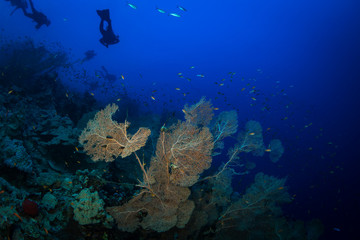 Wall Mural - Divers on the reaf