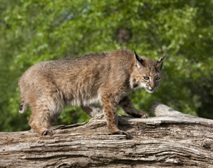Wall Mural - Bobcat Close-up