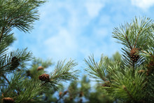 Pine Branch With Cones On A Background Of Blue Sky