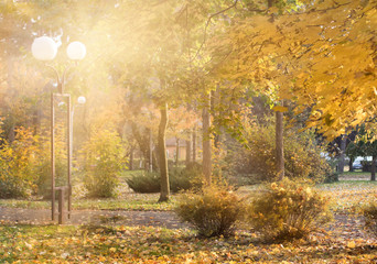 Colorful foliage in the autumn  yellow park in Mataruska Banja,