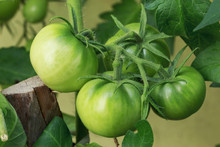 Green Tomatoes In A Garden