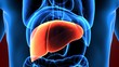 3d illustration human body liver


