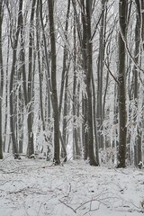 Wall Mural - Winter forest