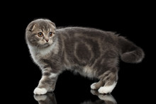 Cute Little Kitty Scottish Fold Breed With Tabby On Body Standing On Isolated Black Background With Reflection