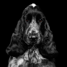 Close-up Portrait Of Dog English Cocker Spaniel Breed, White And Black Color, Pity Looking In Camera On Isolated Black Background, Front View