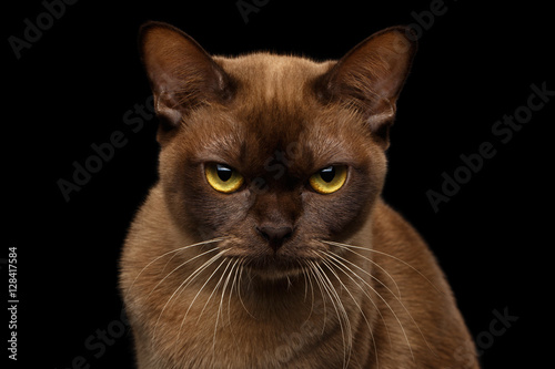 Close-up portrait of Grumpy Brown Burmese Cat with ...