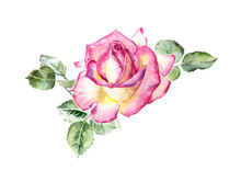 Rosebush. Pattern From Pink Rose. Wedding Drawings. Watercolor Painting. Greeting Cards. Rose Background, Watercolor Composition. Flower Backdrop. 