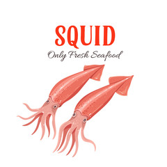 Poster - Squid vector illustration in cartoon style.