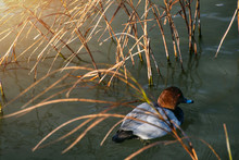  Mallard Duck In The Pond Or Lake