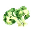 Green broccoli on white background
