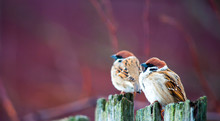 Sparrows On The Fence In The Spring