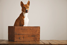 Adorable Basenji Dog Sitting In A Brown Vintage Wooden Box Licking His Nose Isolated On White
