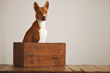 Adorable basenji dog sitting in a brown vintage wooden box licking his nose isolated on white