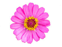 Pink Zinnia On A White Background
