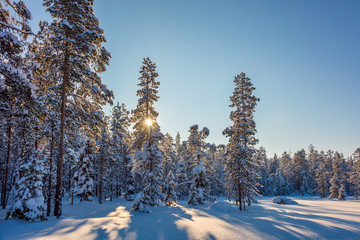 Wall Mural - winter sunny landscape with beautiful snow covered trees