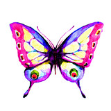 Fototapeta Motyle - butterfly,watercolor, isolated on a white