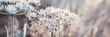 canvas print picture - Hoar Frost