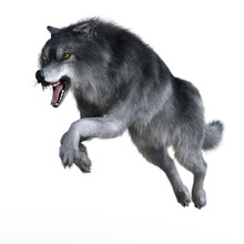 3d Render Of An Angry Jumping Wolf During His Hunt, Isolated On White Background