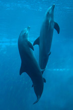 Common Bottlenose Dolphin (Tursiops Truncatus).