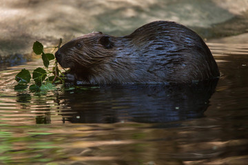 north american beaver (castor canadensis)