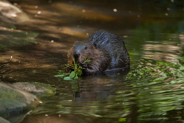 Poster - North American beaver (Castor canadensis)