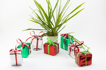 Christmas gift boxes and tree in pot isolated on white backgroun