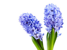 Violet Hyacinth Spring Background