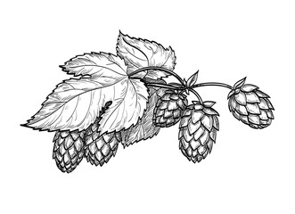 Canvas Print - vector illustration of hops.