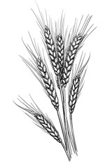 Wall Mural - vector illustration of wheat.