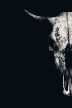 A Bull Skull On A Black Background