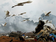 Great Egrets Flying Over Garbage Dump Against Sky