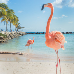 Wall Mural - Three flamingos on the beach