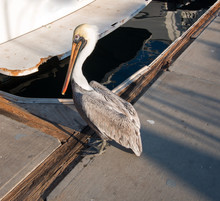 Pelican Walking On The Dock In The Cabo San Lucas Marina In Baja Mexico